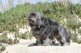 PETIT CHIEN LION 025